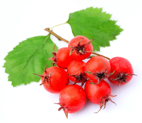 Hawthorn